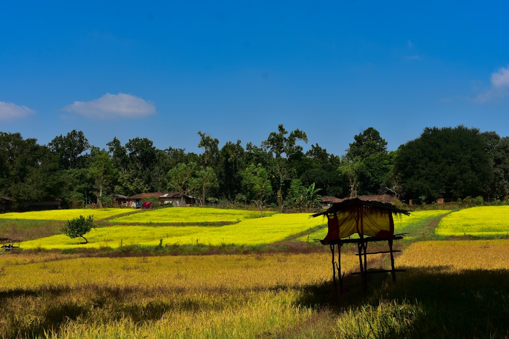 green grass field with trees under blue sky during daytime