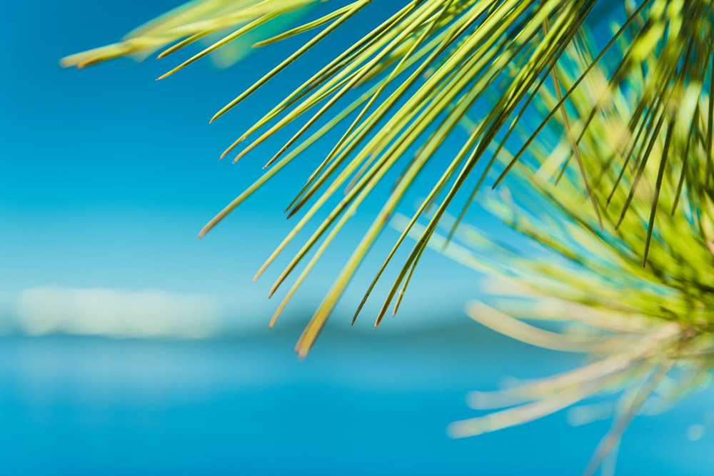 green palm plant near body of water during daytime