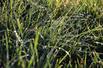 Close-up of freshly trimmed grass blades with dew drops sparkling in the morning light.