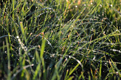 Close-up of freshly trimmed grass blades with dew drops sparkling in the morning light.