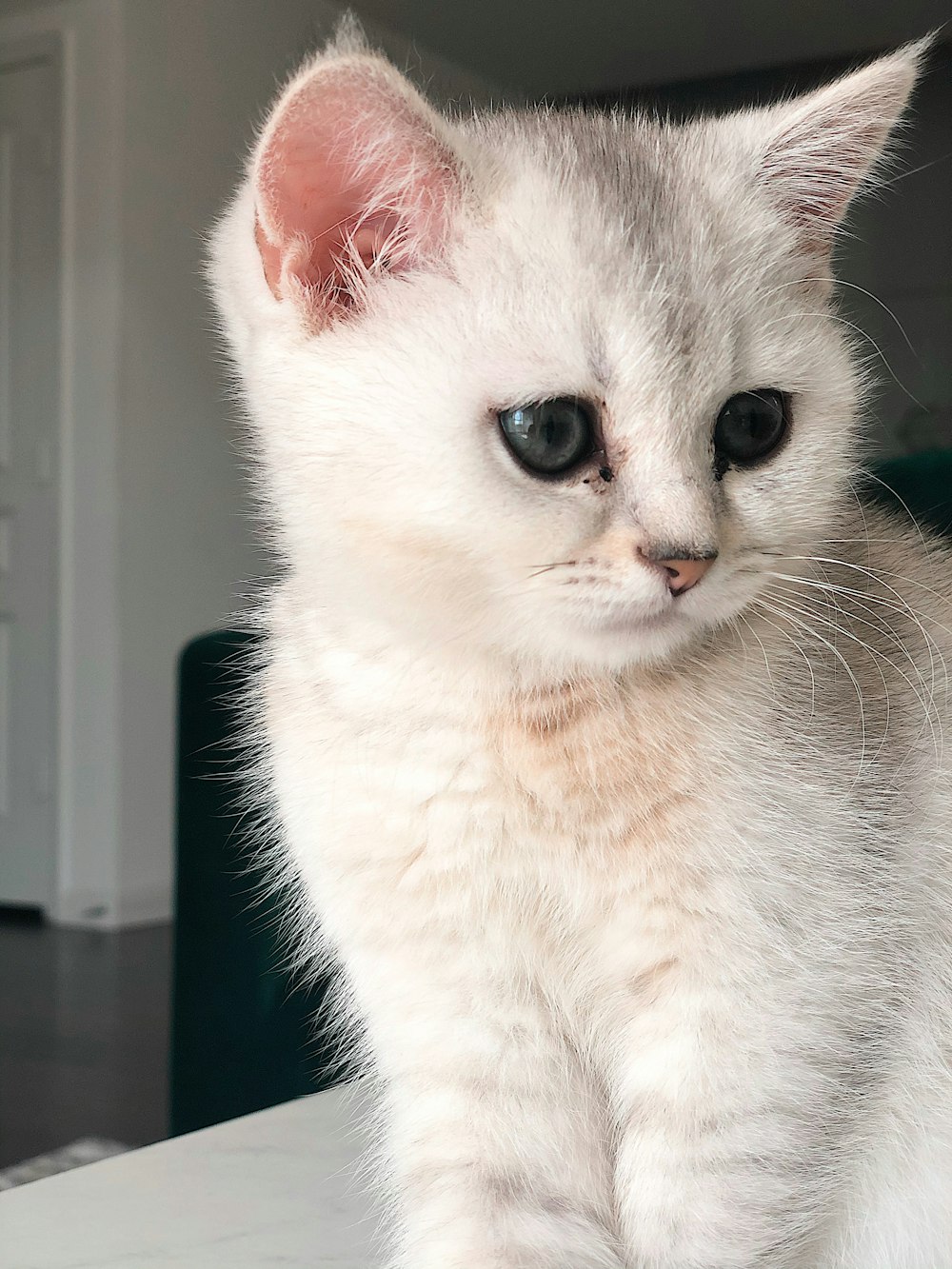 white cat on black table