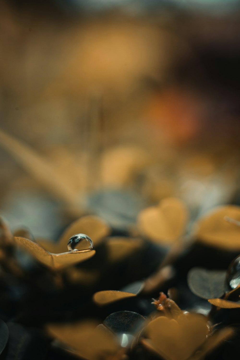 gouttelettes d’eau sur la tige brune de la plante