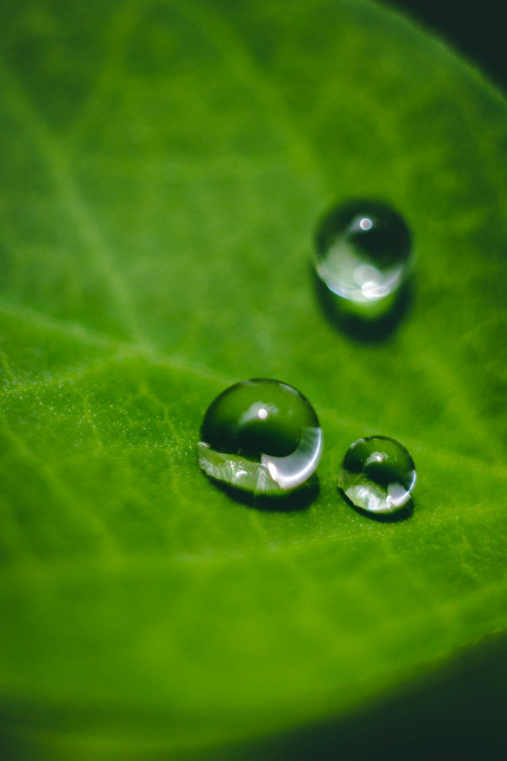 water drop on green leaf