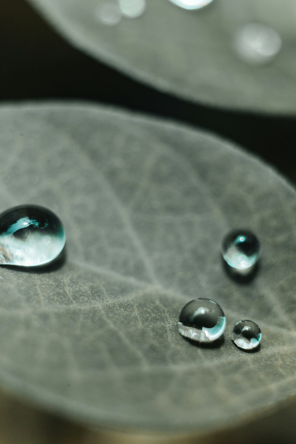 gotas de agua en la hoja verde