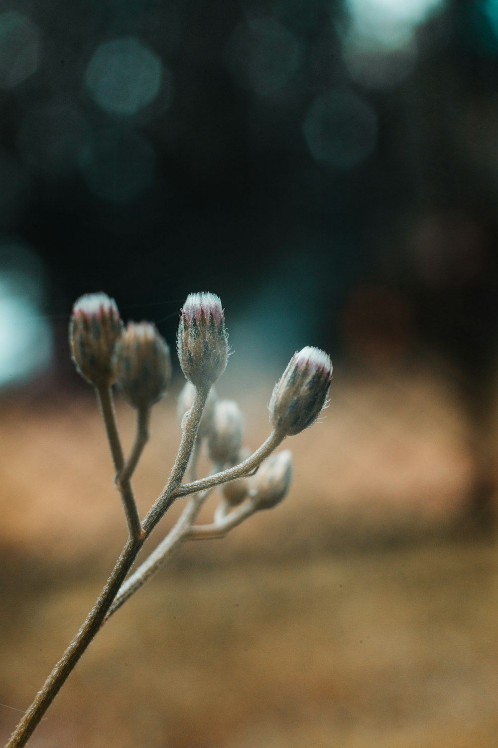 brown plant in tilt shift lens