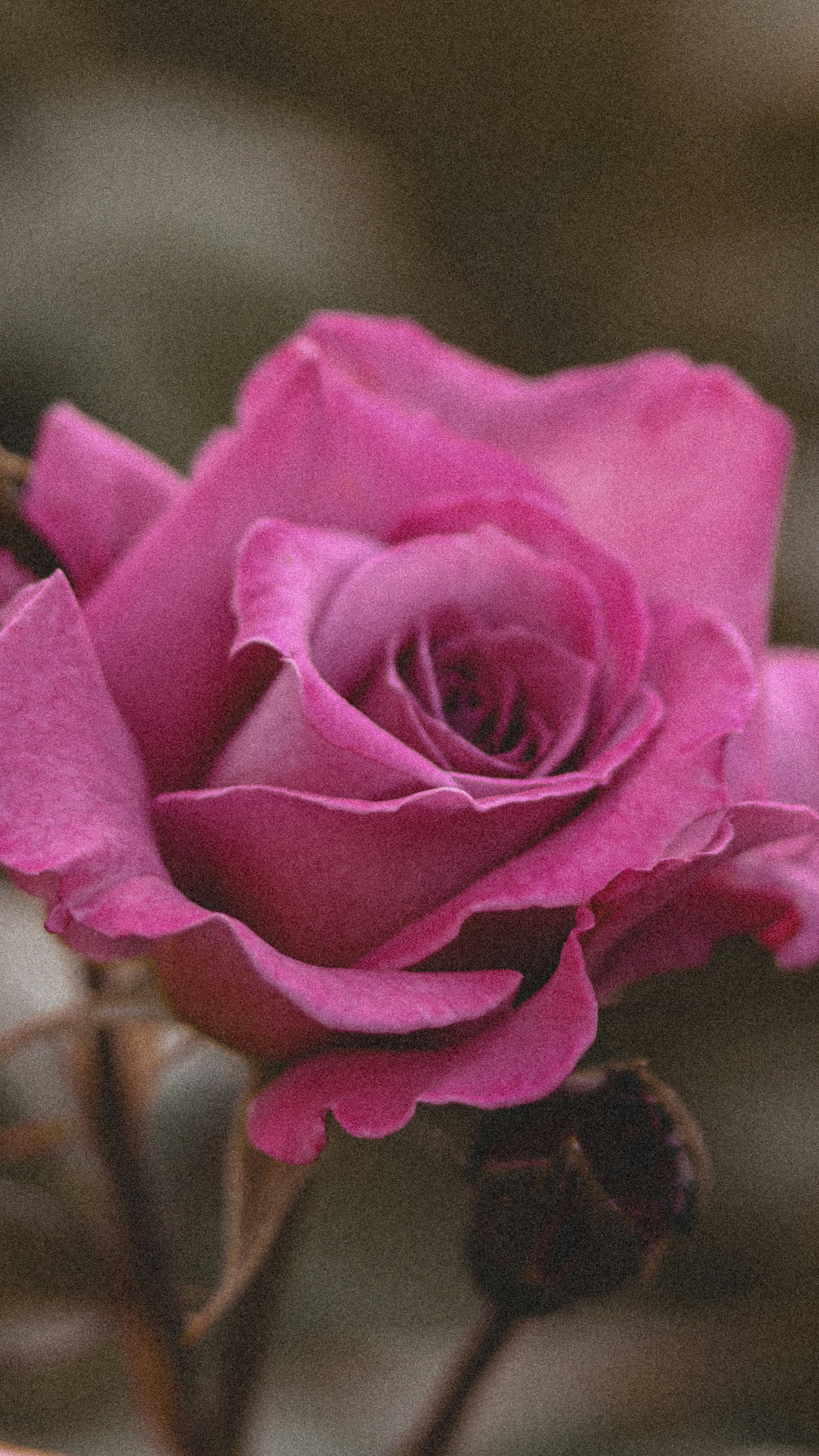 Photo by spiridonovaph