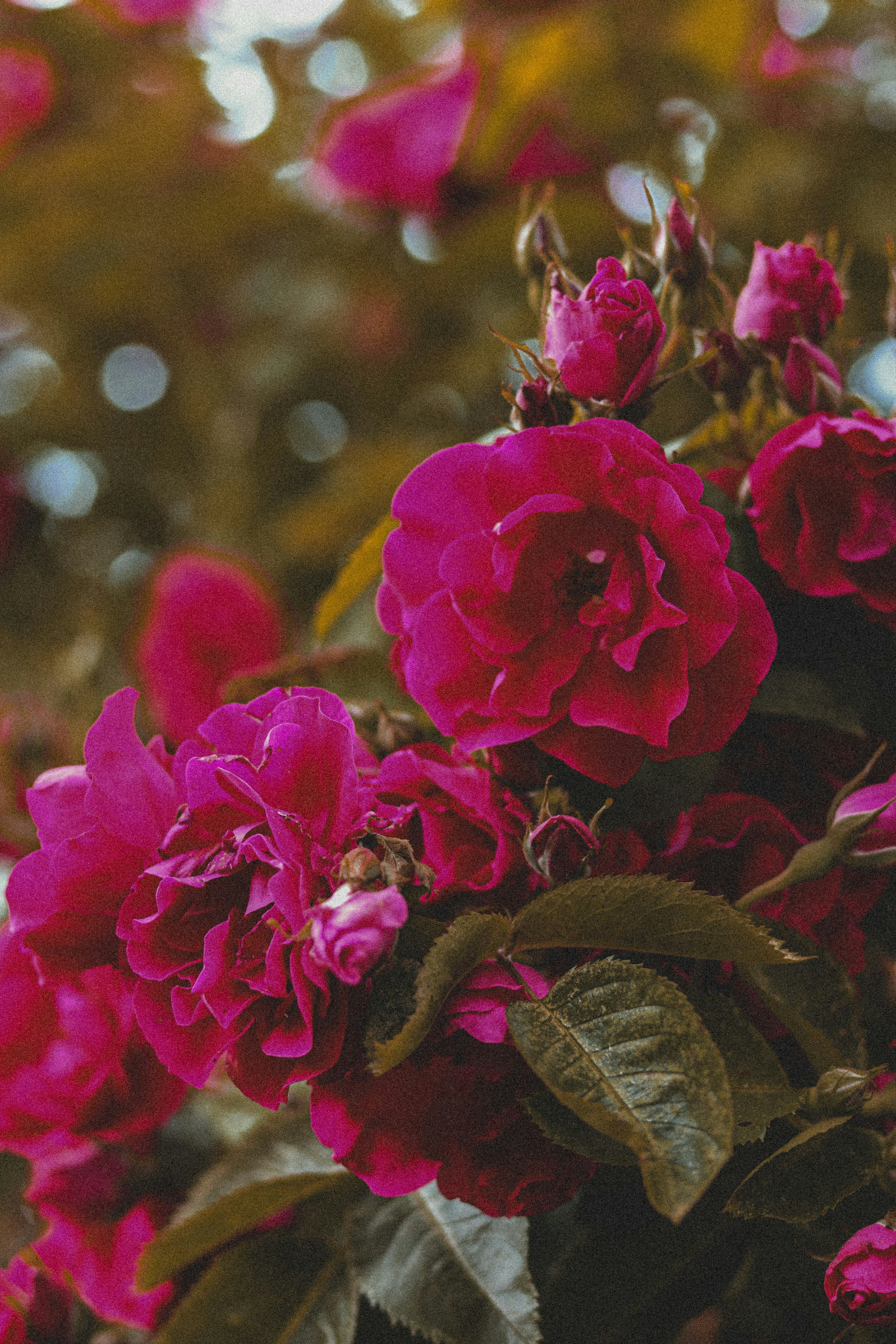 Photo by spiridonovaph