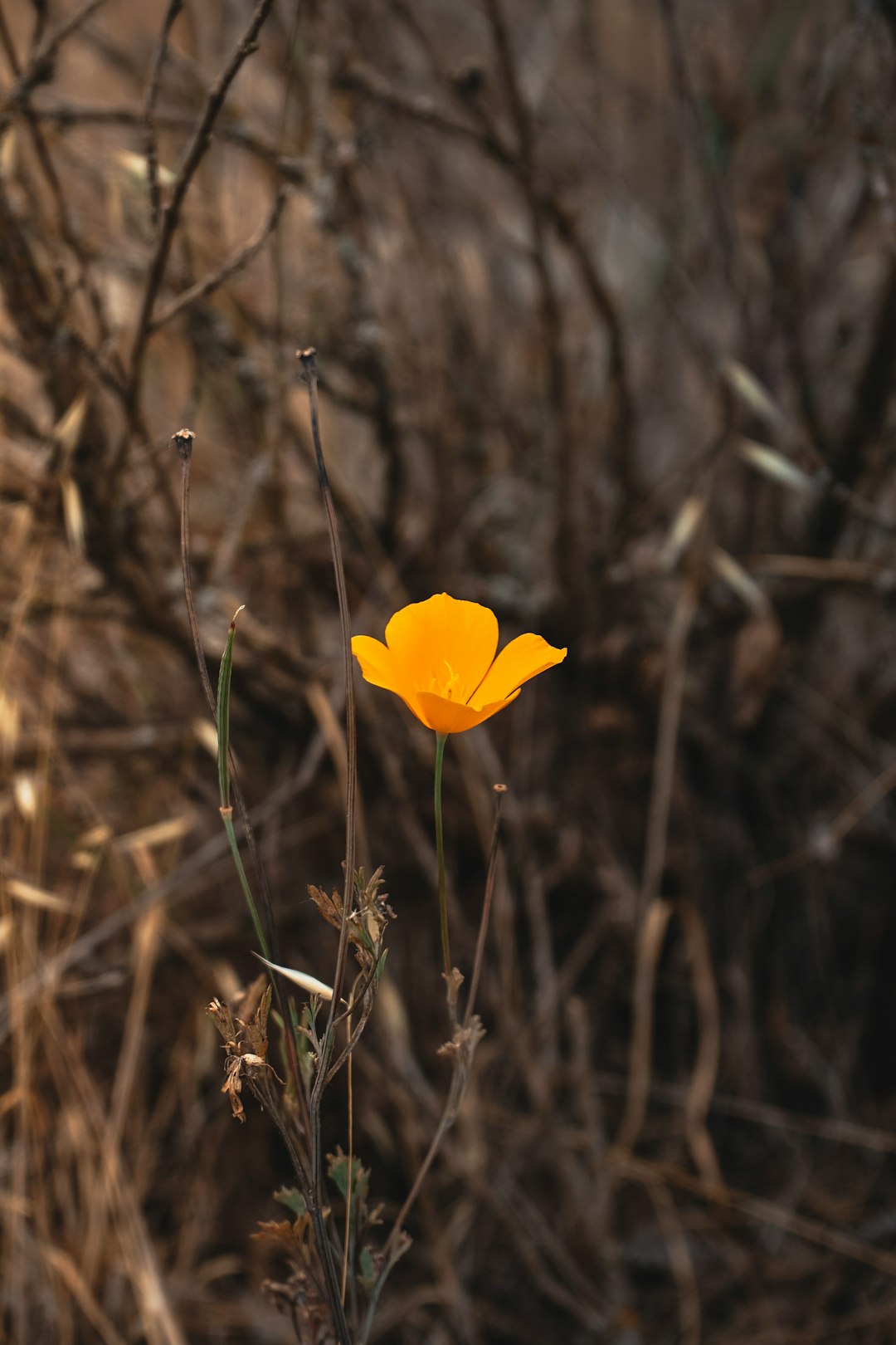 yellow flower on brown grass