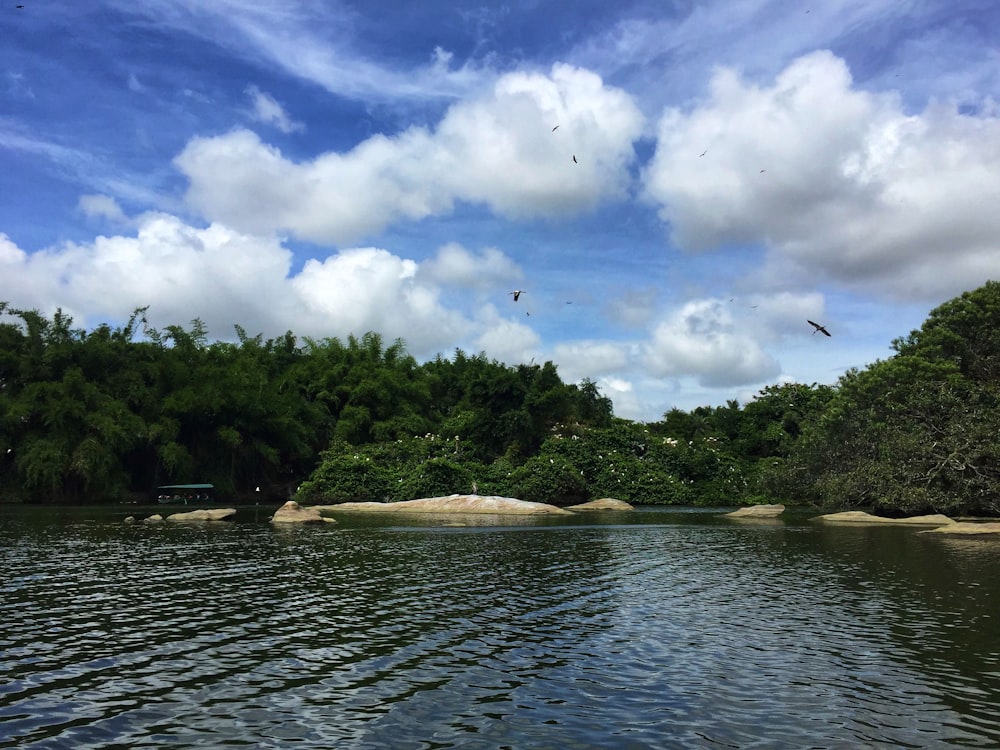 green trees beside river under blue sky and white clouds during daytime