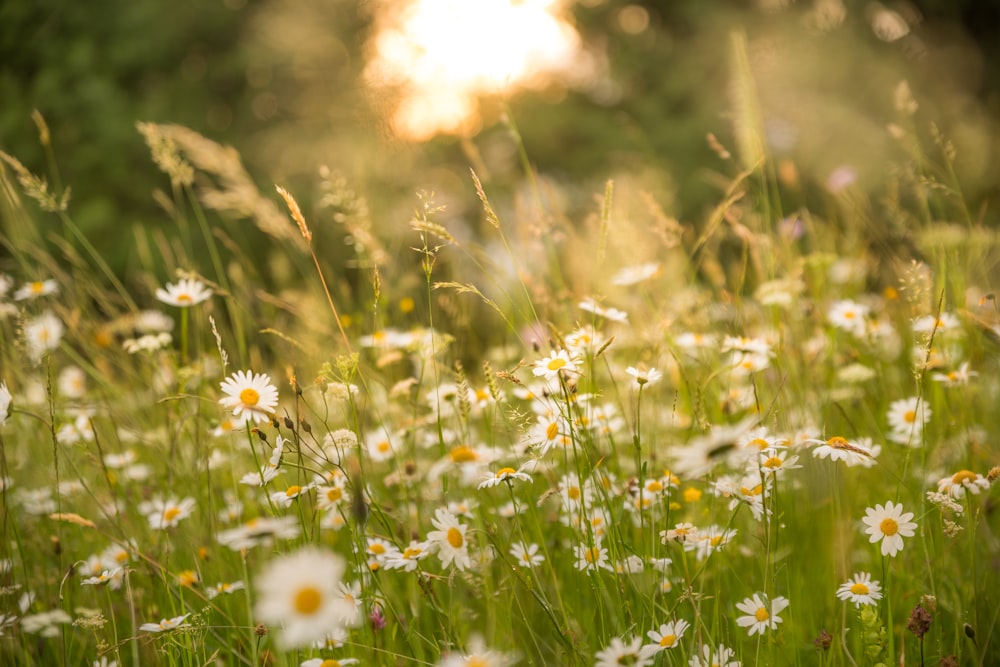 Weiße Blumen in der Tilt Shift-Linse