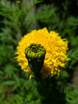 A close-up of blooming marigold flowers in the society's spiritual garden.