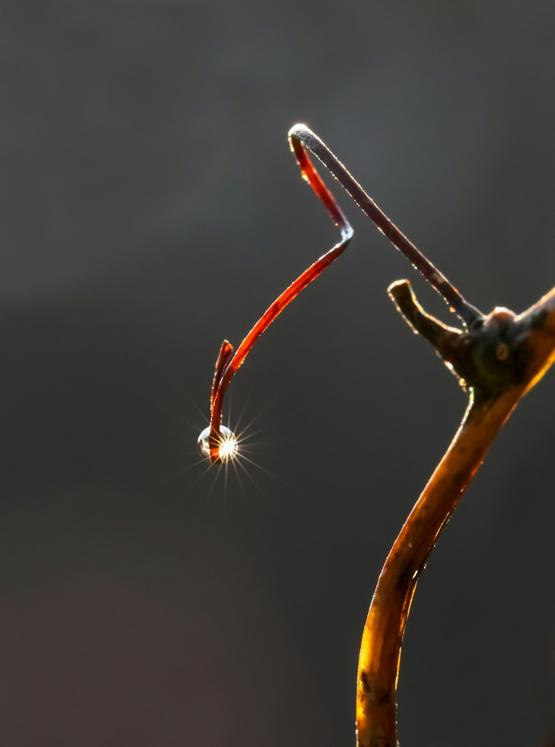 brown stick with water droplets