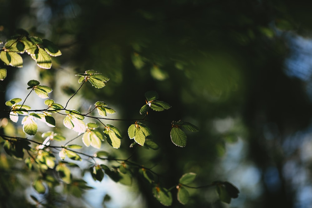 green leaves in tilt shift lens