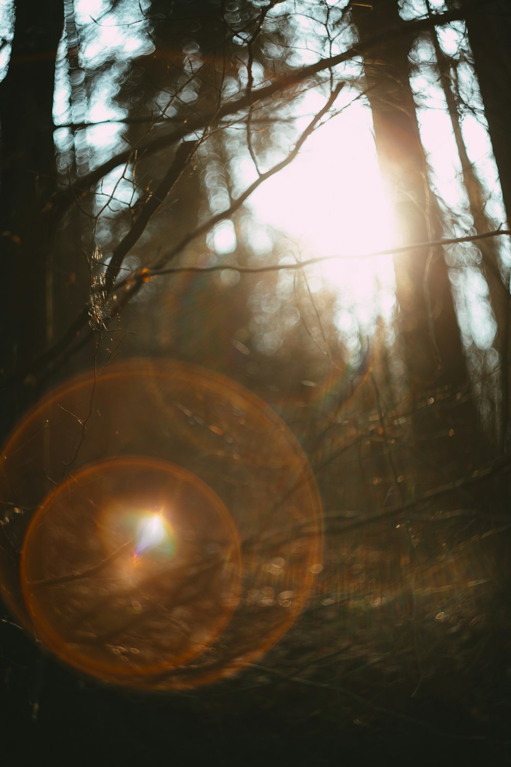 sun in the middle of bare trees