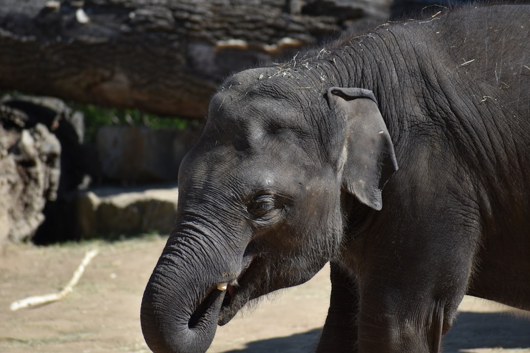 black elephant in close up photography during daytime