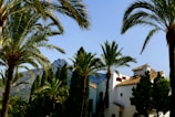 white concrete building near palm trees during daytime