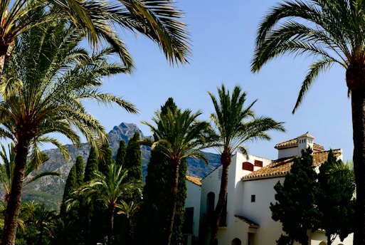 white concrete building near palm trees during daytime