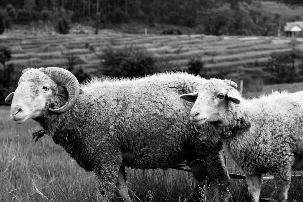 grayscale photo of sheep on grass field