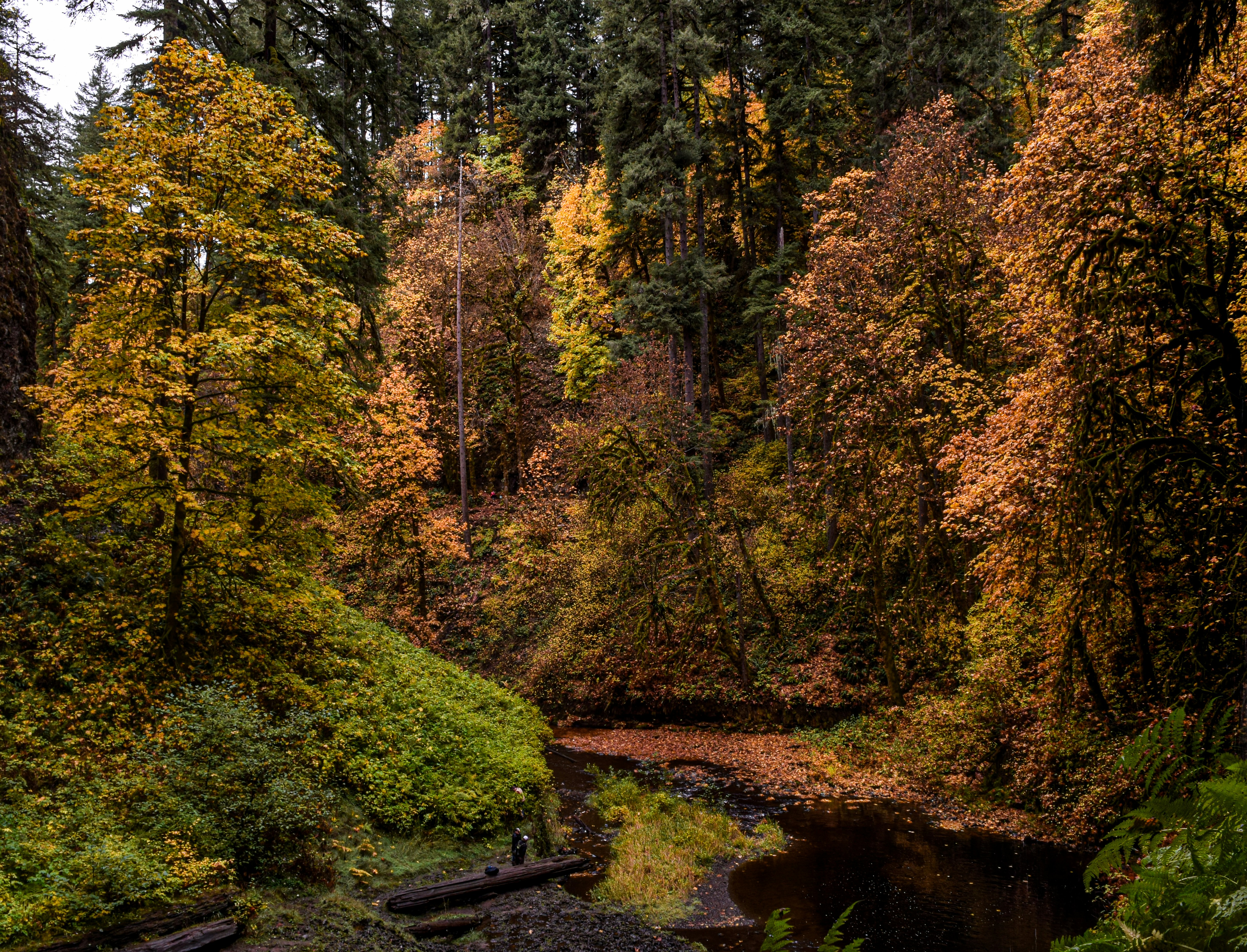 The Healing Power of Nature Sounds: A Journey Through Sonic Landscapes