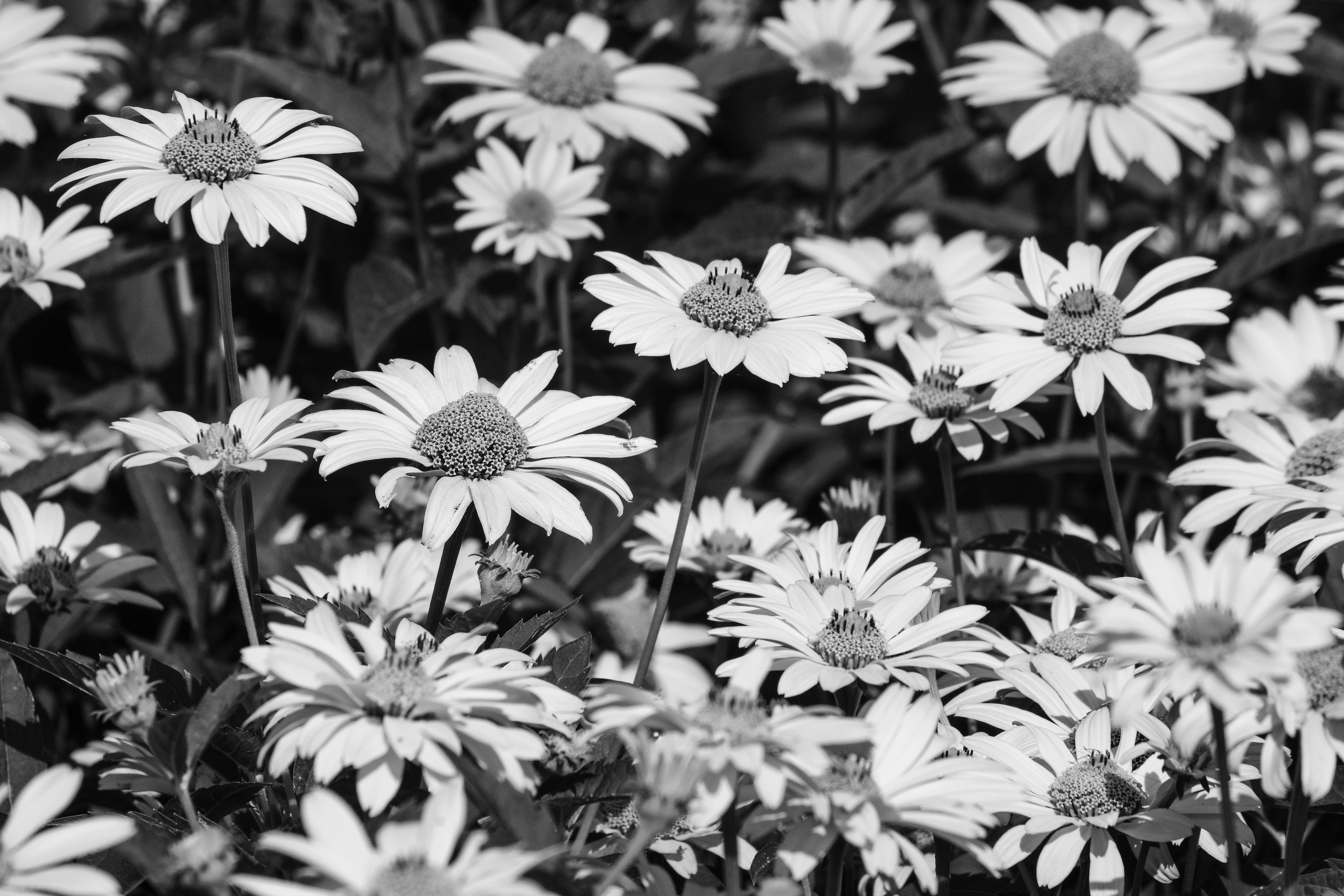 grayscale photo of daisy flowers simplicity teams background