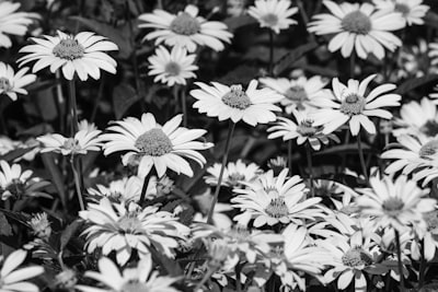 grayscale photo of daisy flowers simplicity google meet background