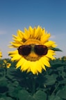 sunflower in close up photography