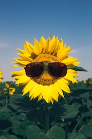 sunflower in close up photography