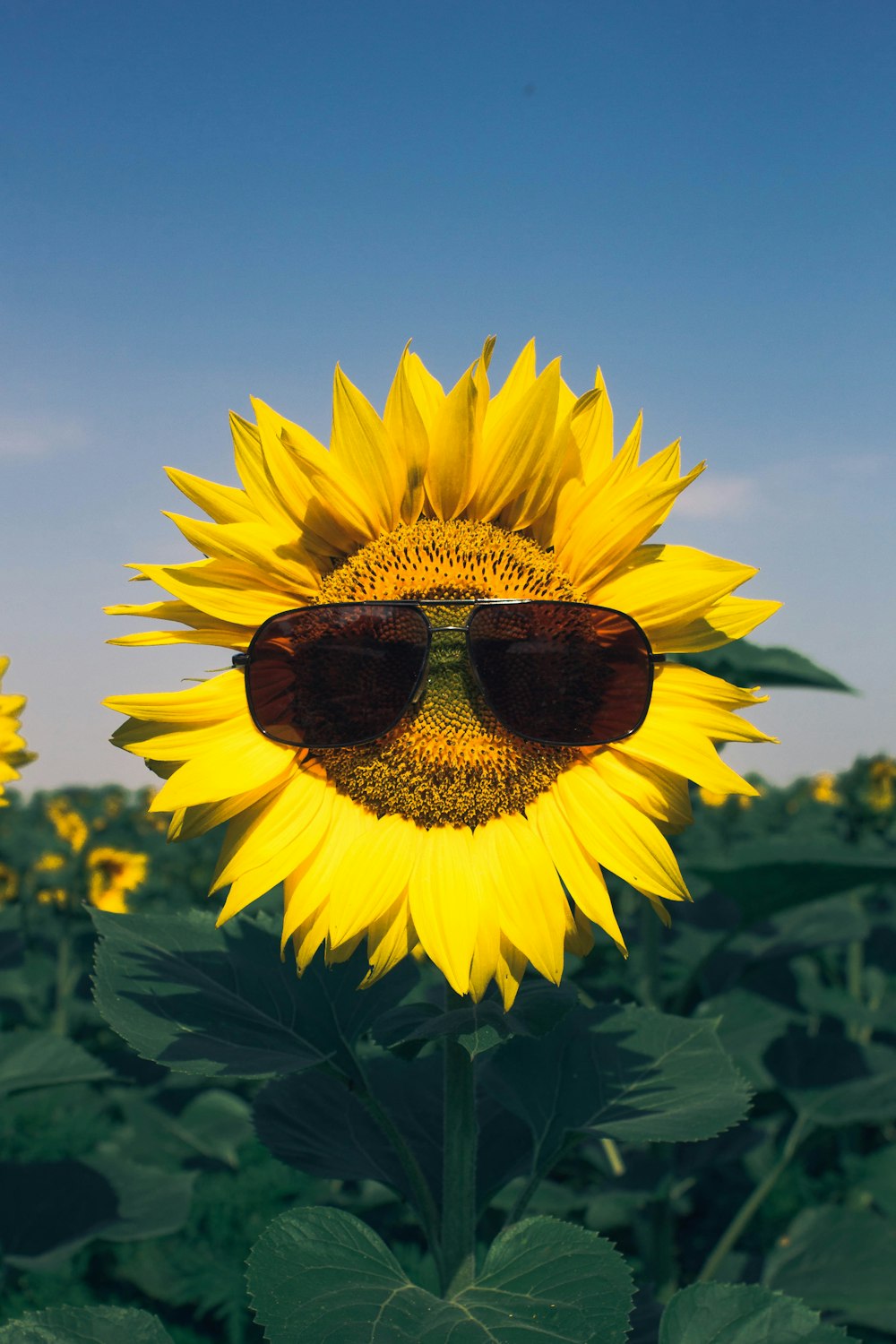 sunflower in close up photography