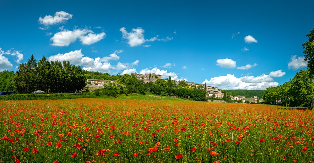 red flower field under blue sky during daytime