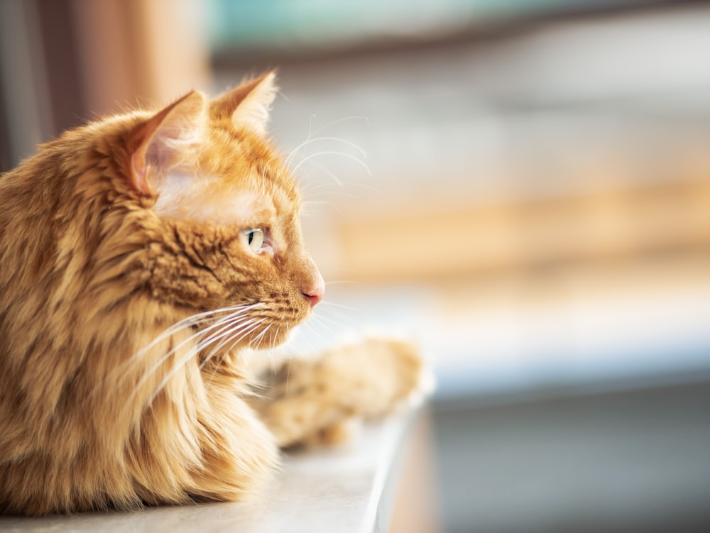 orange tabby cat on white table