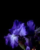 purple flower in black background
