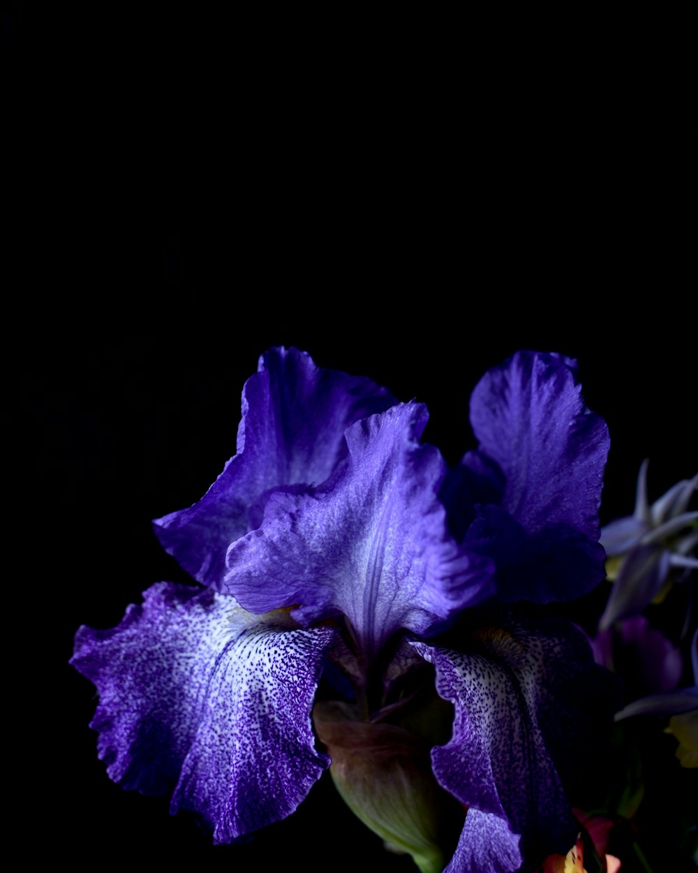 lila Blume im schwarzen Hintergrund