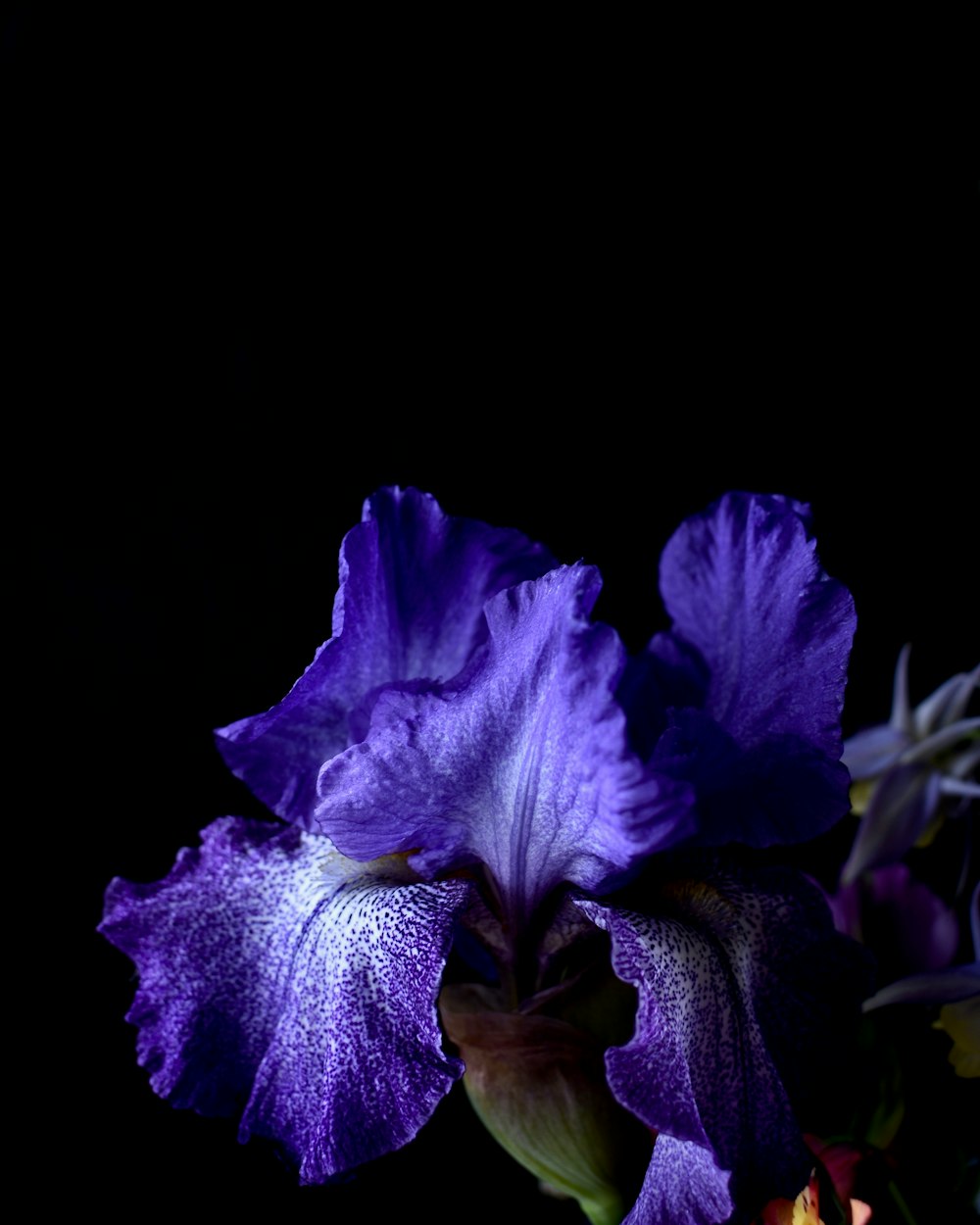 purple flower in black background