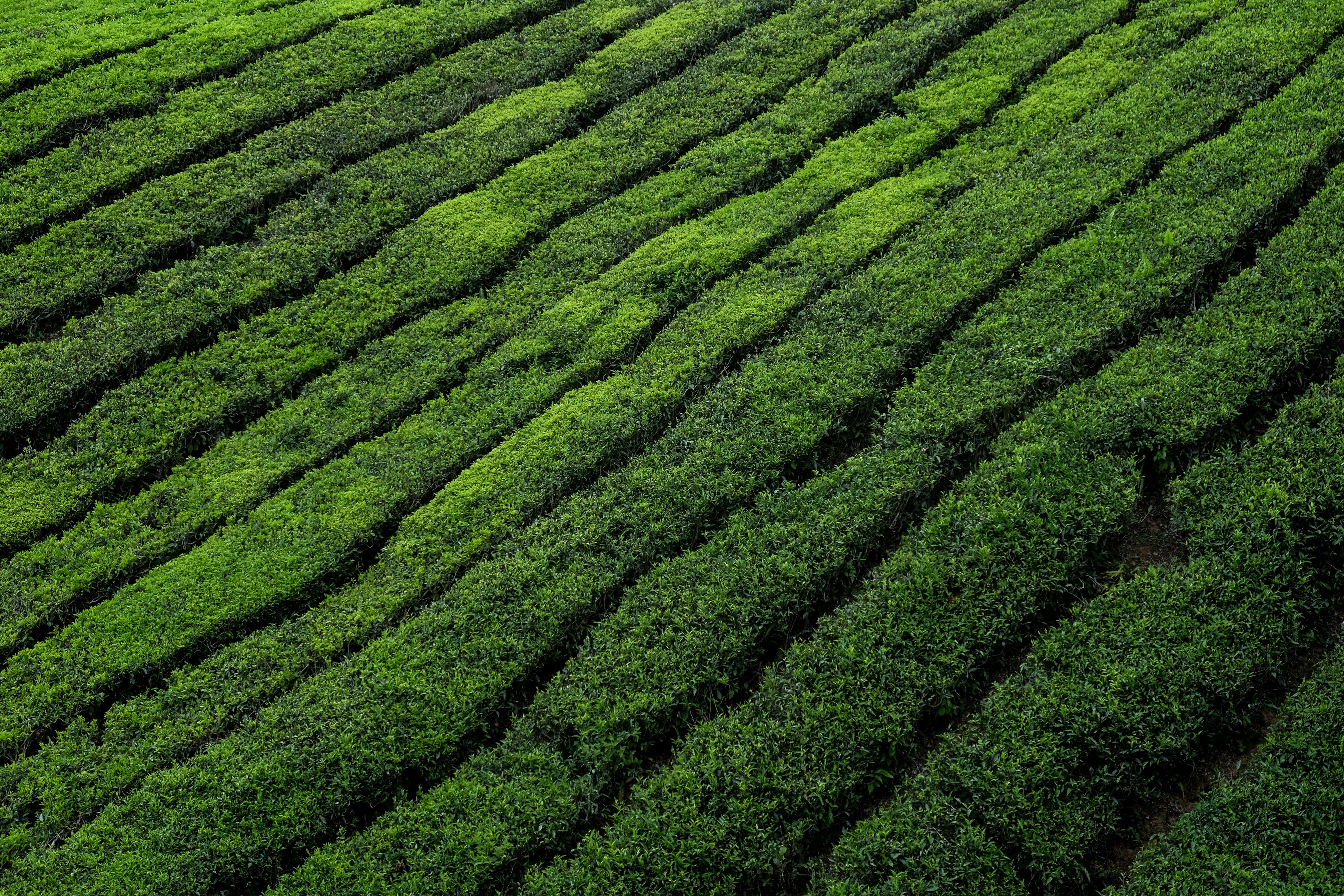 green grass field during daytime, Boh Tea Plantation in the Cameron Valley of Malaysia