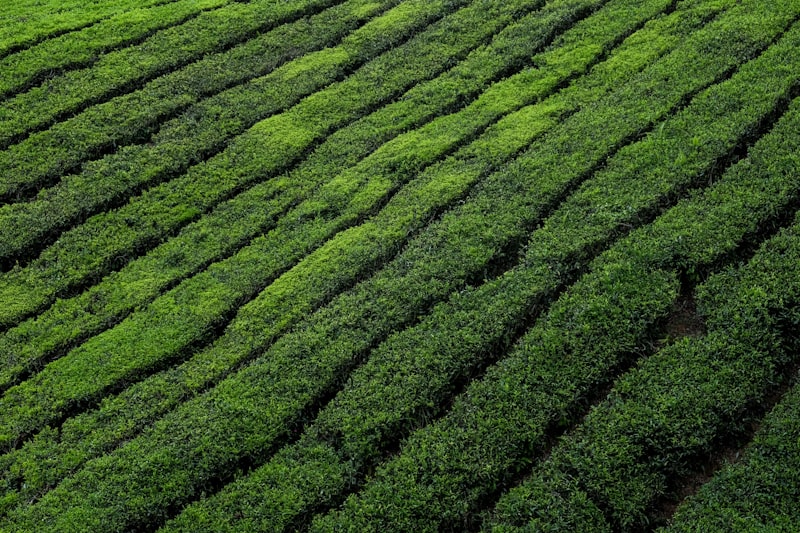 Hamparan hijau wisata kebun teh dengan pemandangan panoramic