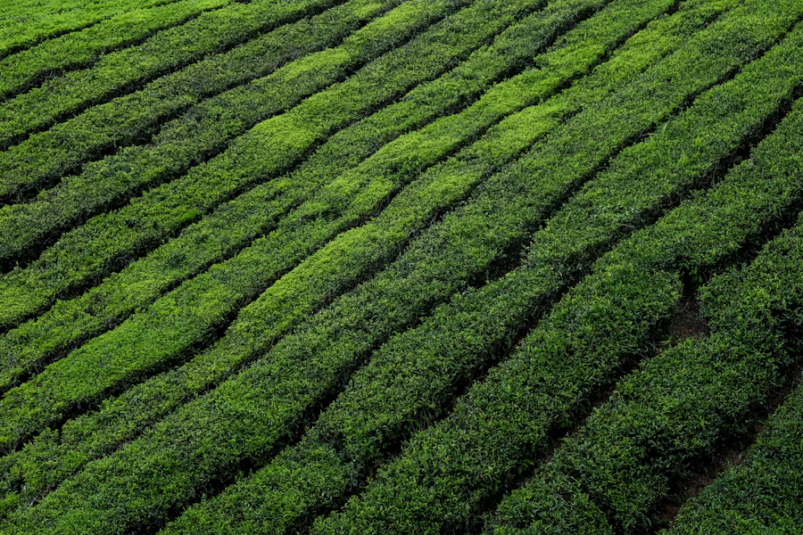 Rows of green plantation on a slope