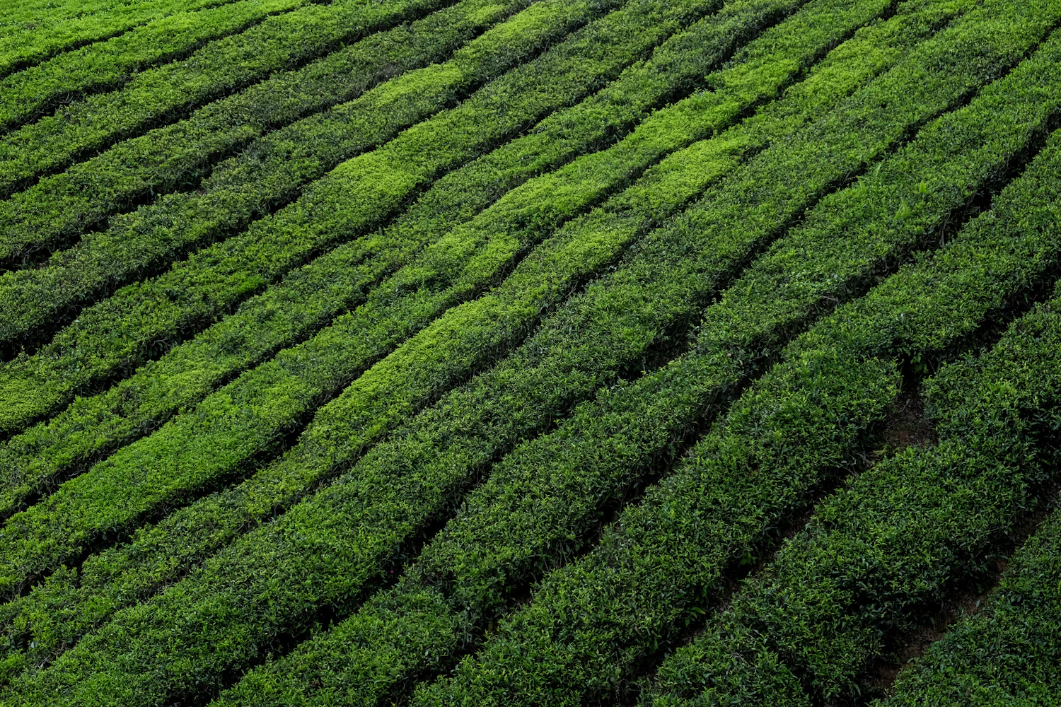 Rows of tea bushes on a steep hillside, the flush of new leaf still pale against the old growth
