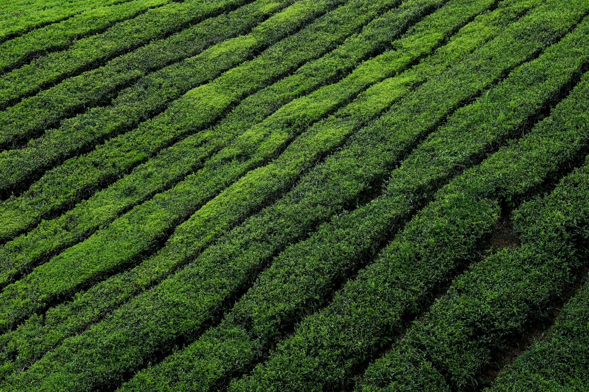 green grass field during daytime