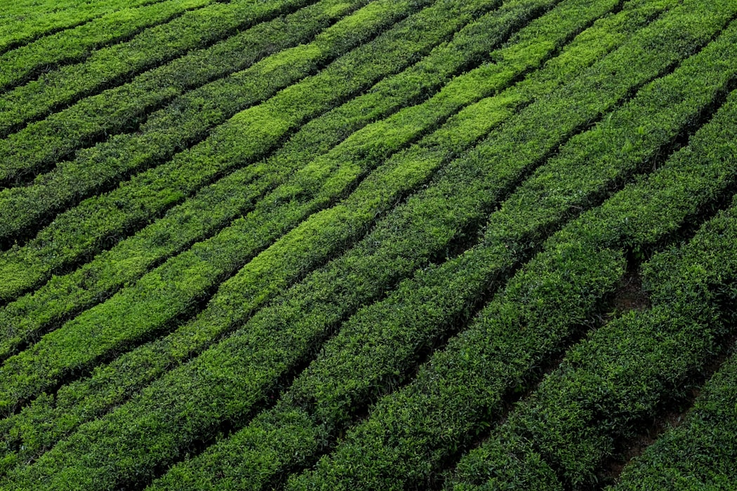 BOH tea plantation