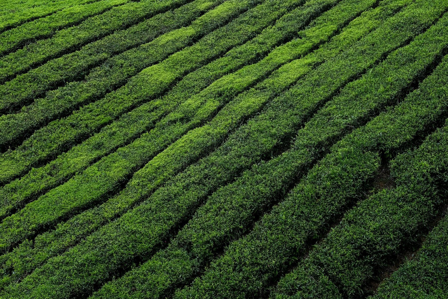 Tea Board Registration guide India
