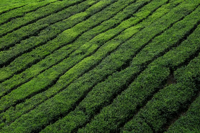 Tea Board Registration