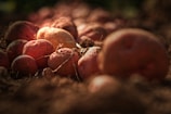A close-up view of several red and brown potatoes partly covered in dirt. They appear freshly harvested from the soil, with sunlight highlighting their texture and color.