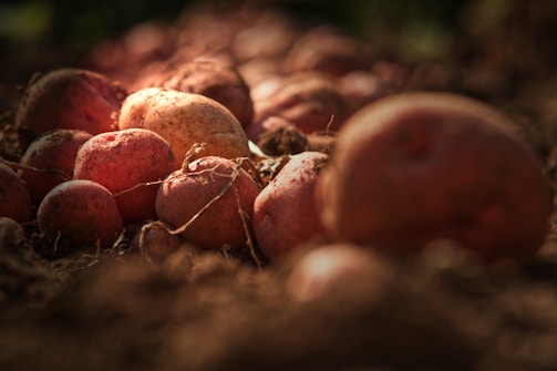 Close-up of freshly harvested potatoes showcasing their quality.