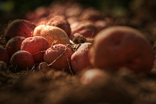 A close-up view of several red and brown potatoes partly covered in dirt. They appear freshly harvested from the soil, with sunlight highlighting their texture and color.