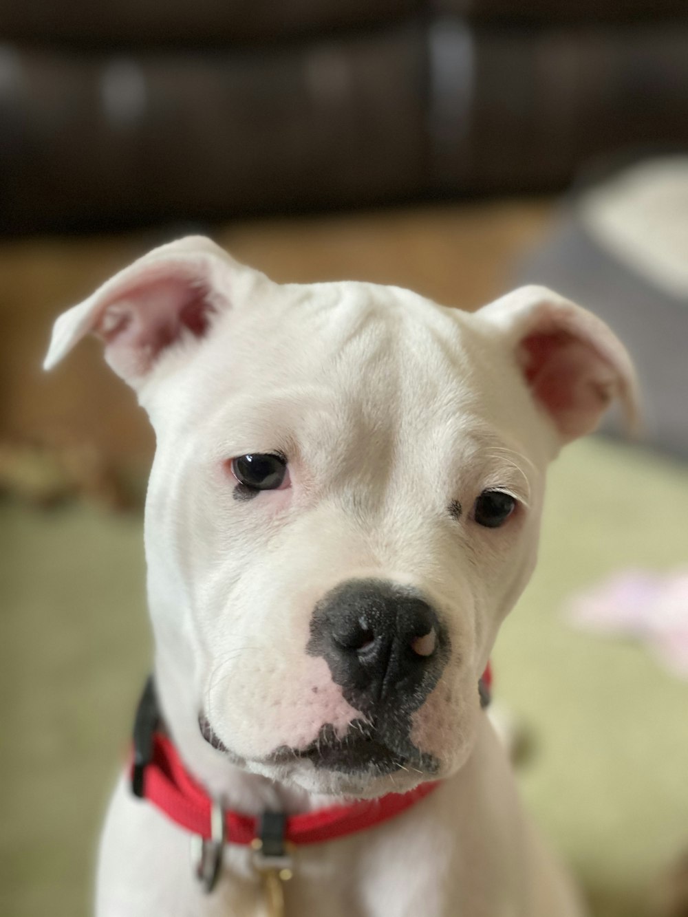 white and black american pitbull terrier mix