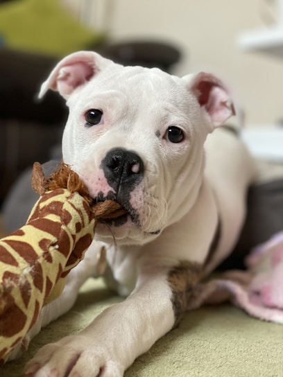 A white dog is lying on a textured surface, engaging with a plush giraffe toy. The dog's ears are perked up and its expression is attentive, with its nose gently touching the toy. In the blurred background, a portion of a couch and some pastel-colored fabrics are visible.