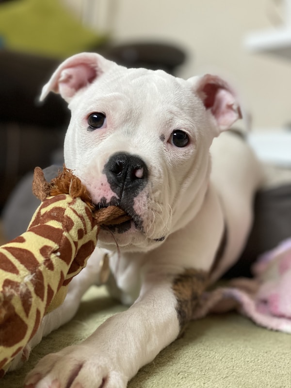 Brinquedo Mordedor Pet