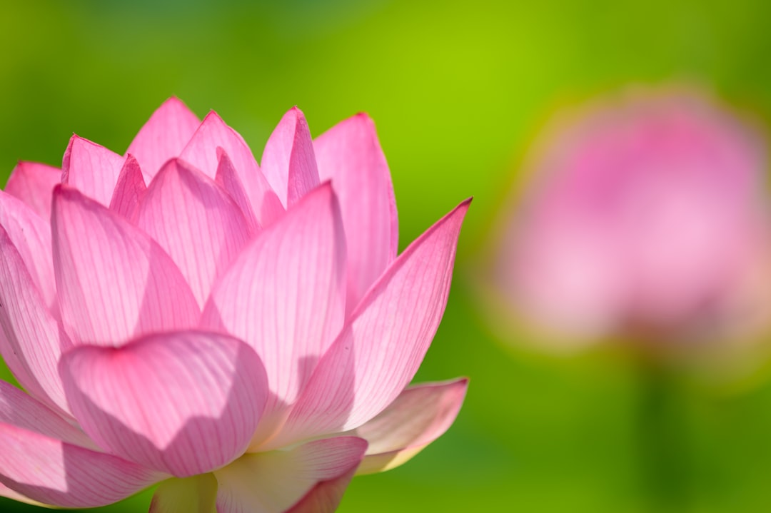 pink lotus flower in bloom during daytime