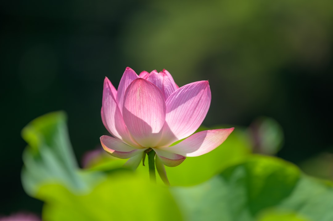 pink lotus flower in bloom during daytime