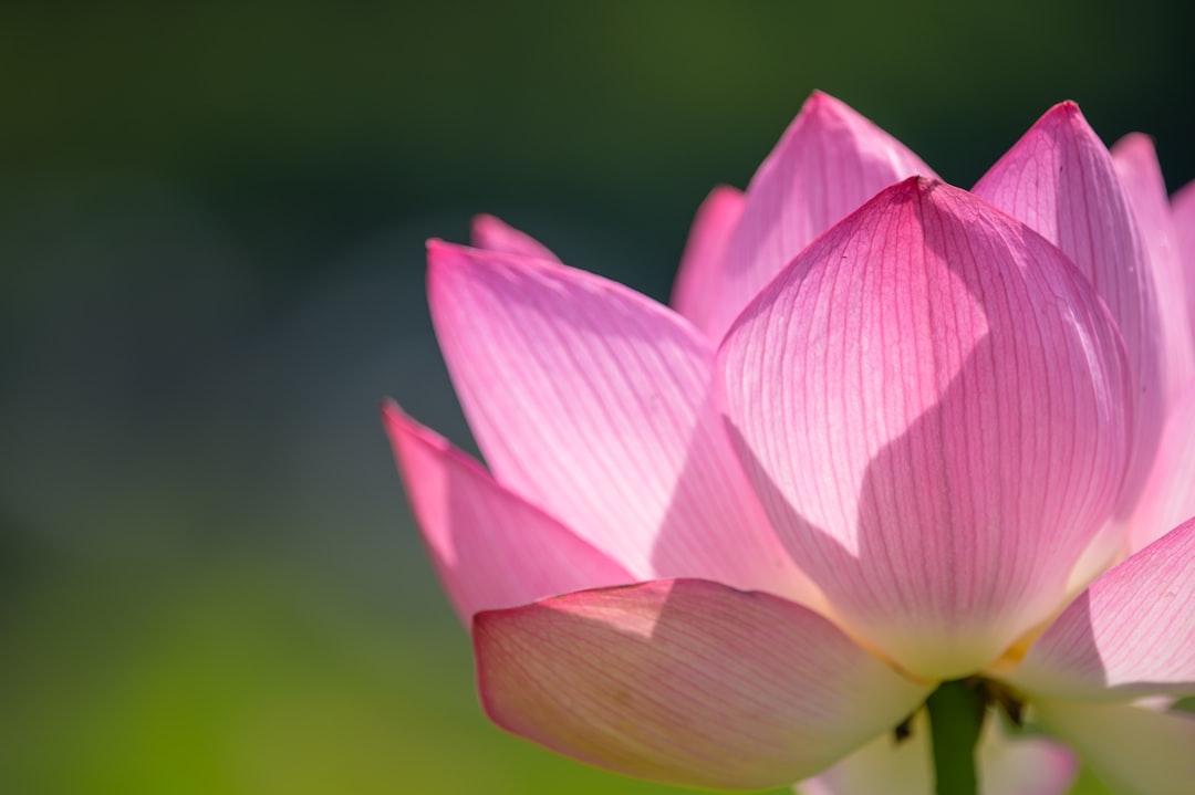 pink lotus flower in bloom during daytime